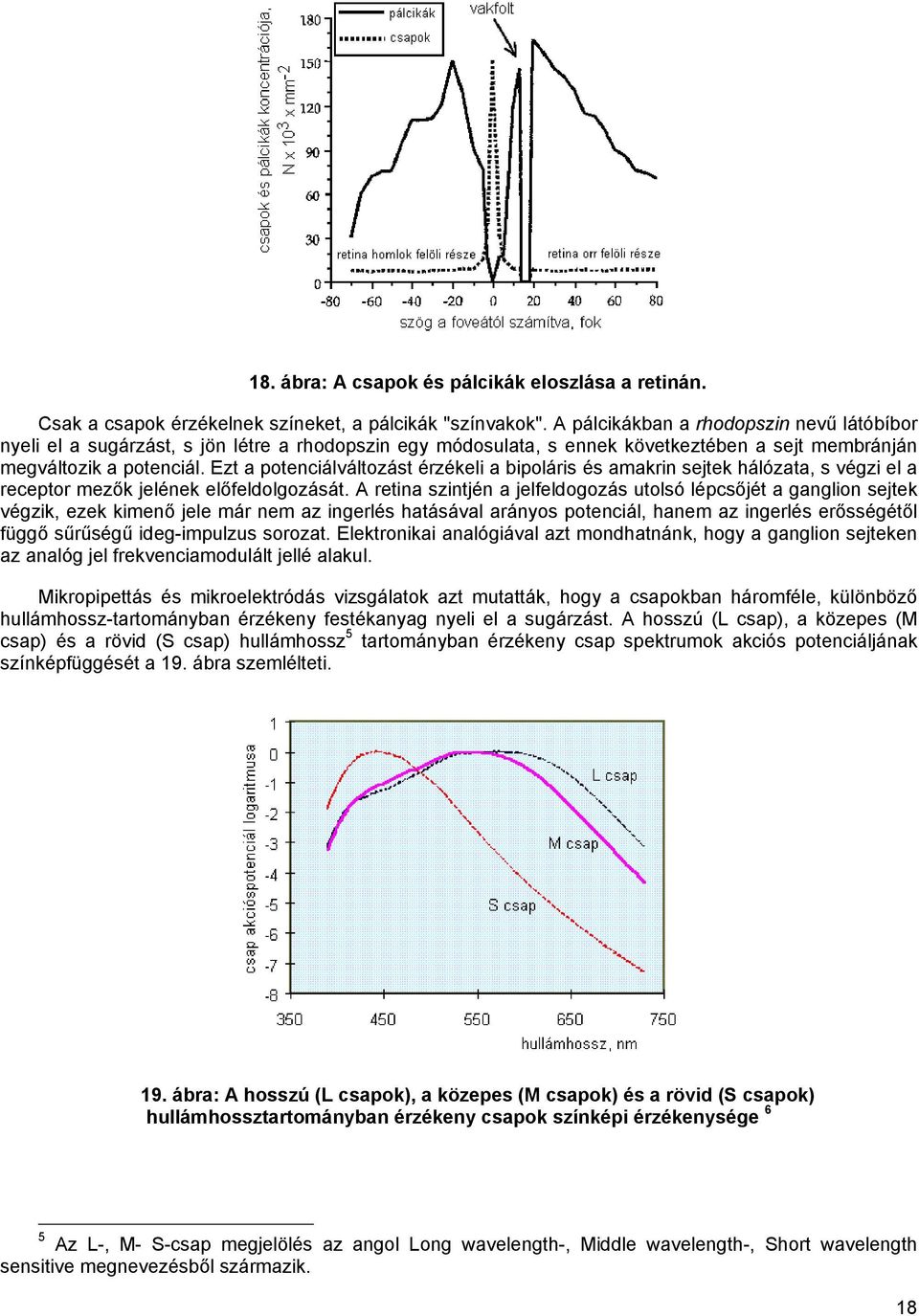 Ezt a potenciálváltozást érzékeli a bipoláris és amakrin sejtek hálózata, s végzi el a receptor mezők jelének előfeldolgozását.