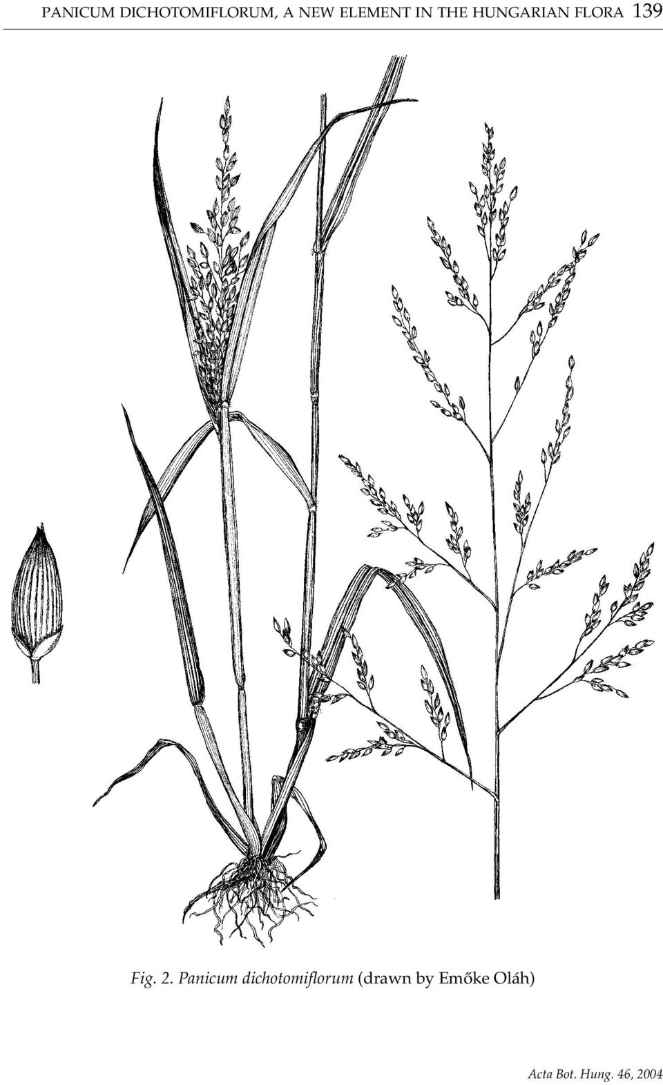 FLORA 139 Fig. 2.