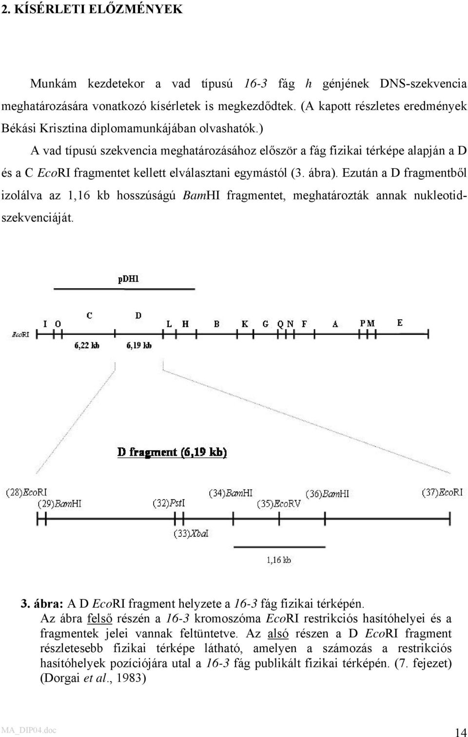 ) A vad típusú szekvencia meghatározásához először a fág fizikai térképe alapján a D és a C EcoRI fragmentet kellett elválasztani egymástól (3. ábra).