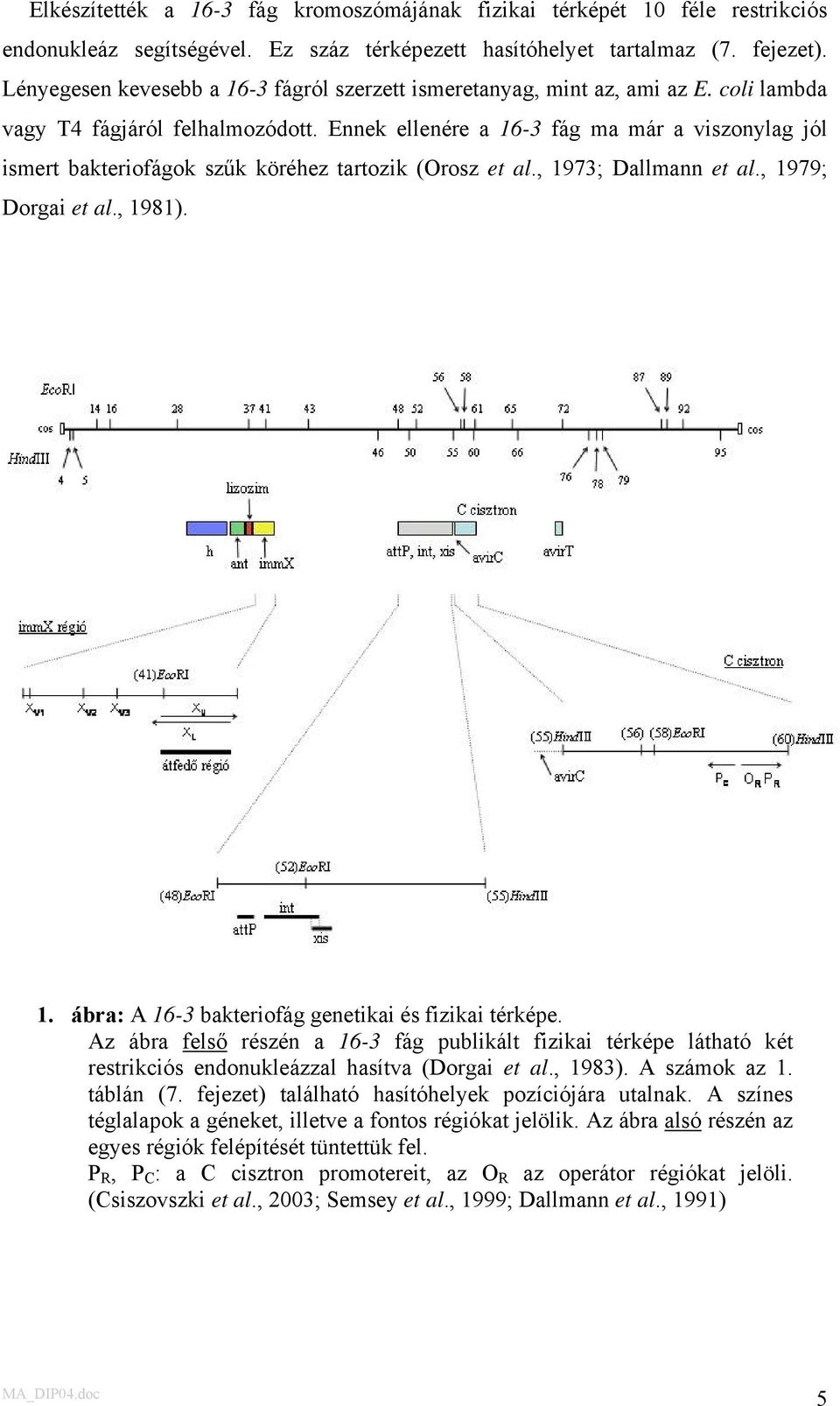 Ennek ellenére a 16-3 fág ma már a viszonylag jól ismert bakteriofágok szűk köréhez tartozik (Orosz et al., 1973; Dallmann et al., 1979; Dorgai et al., 1981). 1. ábra: A 16-3 bakteriofág genetikai és fizikai térképe.