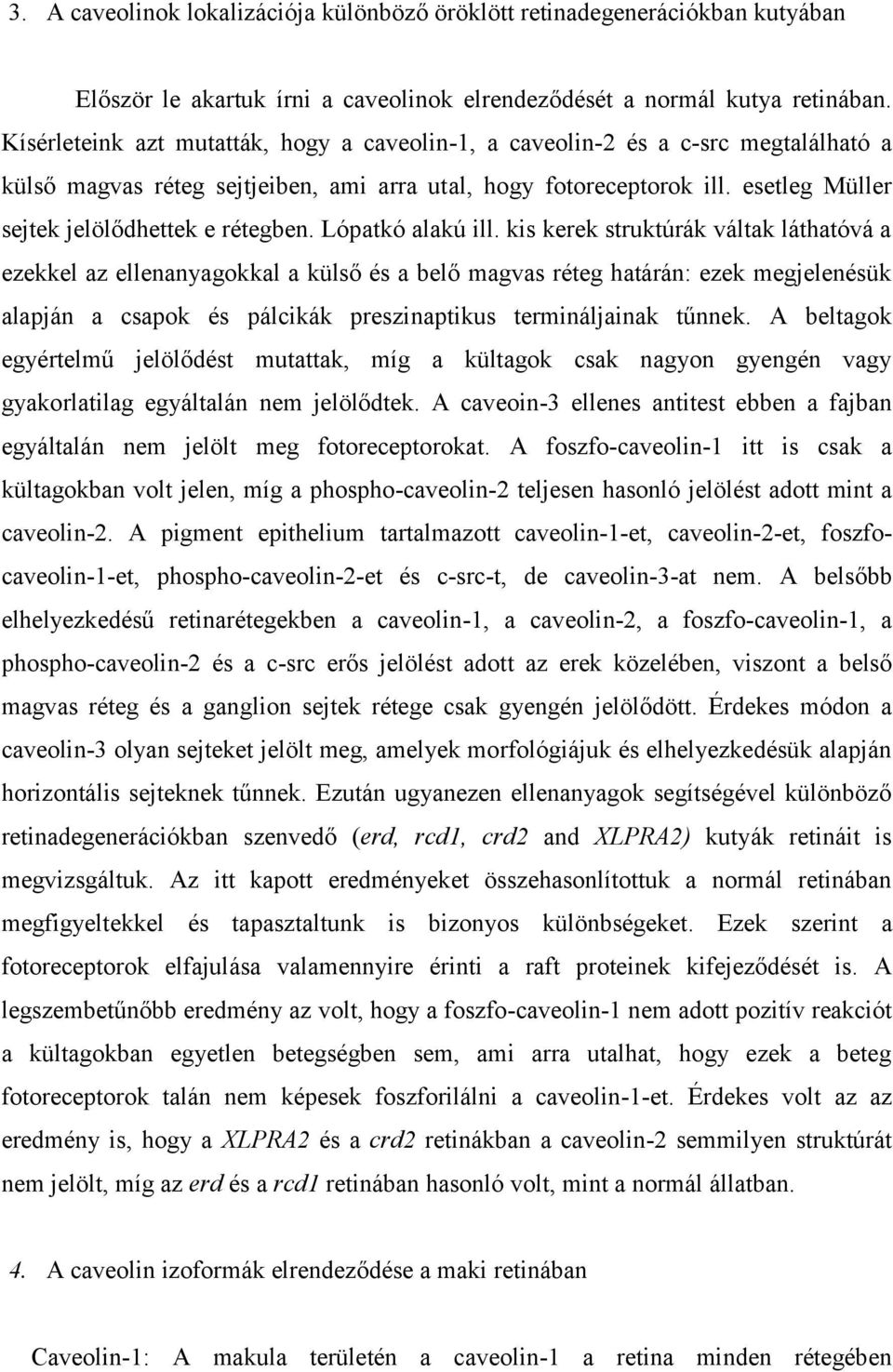 esetleg Müller sejtek jelölődhettek e rétegben. Lópatkó alakú ill.