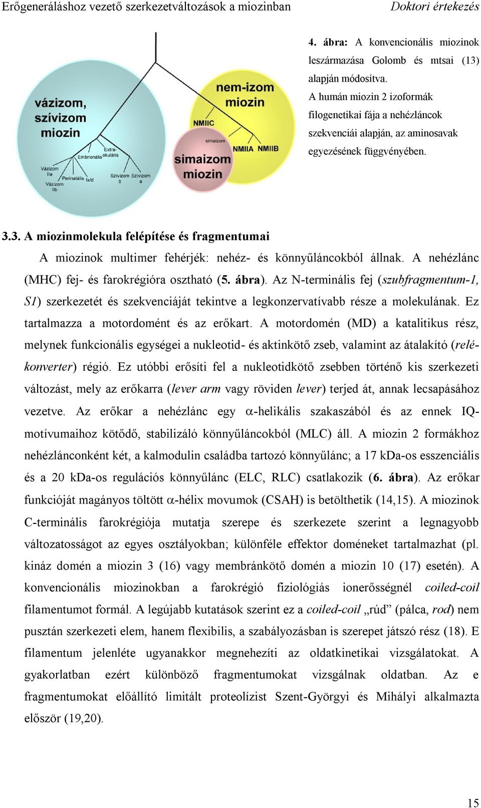 3. A miozinmolekula felépítése és fragmentumai A miozinok multimer fehérjék: nehéz- és könnyűláncokból állnak. A nehézlánc (MHC) fej- és farokrégióra osztható (5. ábra).