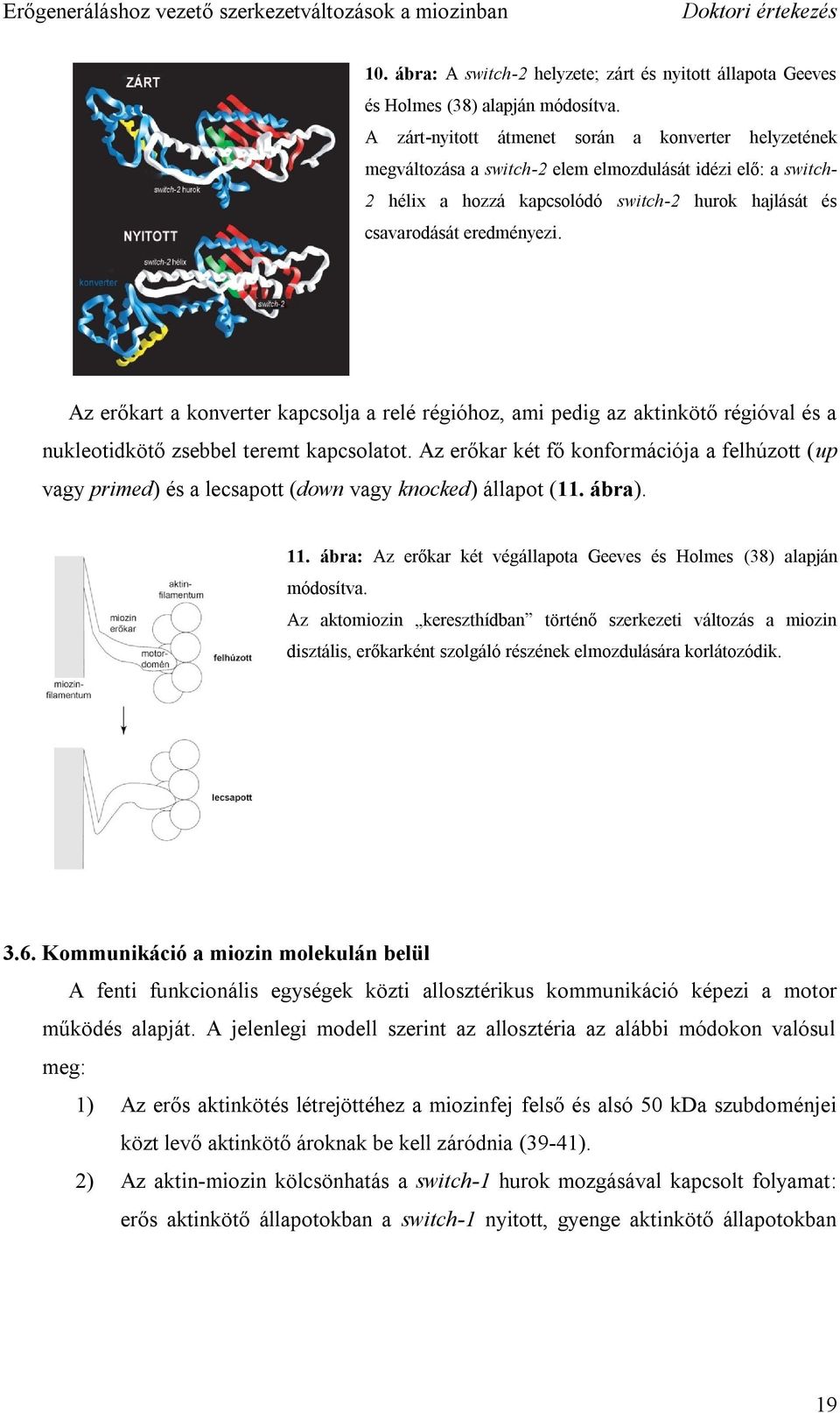 Az erőkart a konverter kapcsolja a relé régióhoz, ami pedig az aktinkötő régióval és a nukleotidkötő zsebbel teremt kapcsolatot.