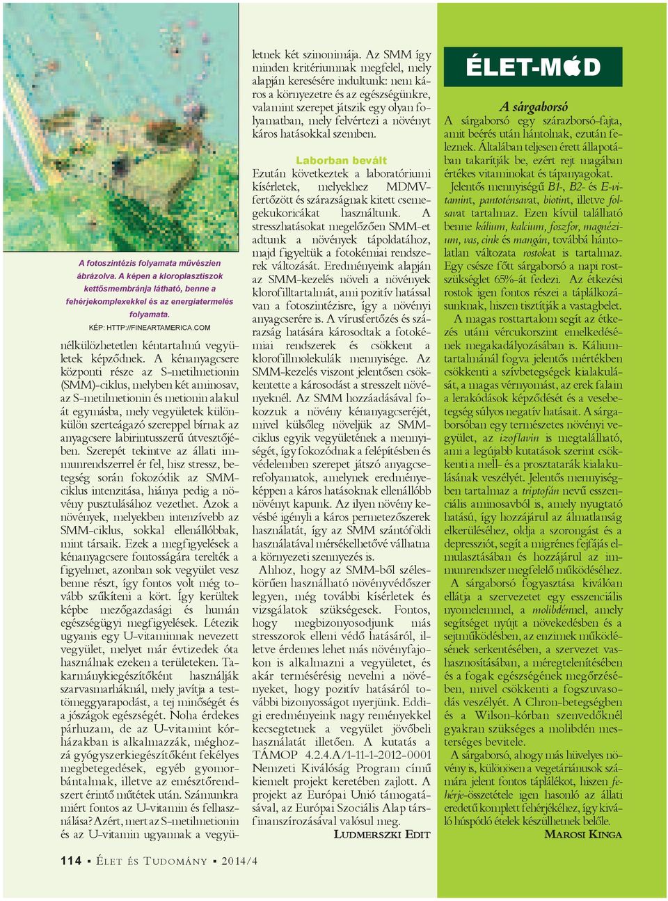 A kénanyagcsere központi része az S-metilmetionin (SMM)-ciklus, melyben két aminosav, az S-metilmetionin és metionin alakul át egymásba, mely vegyületek különkülön szerteágazó szereppel bírnak az