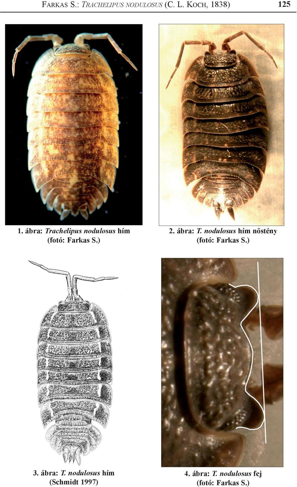 nodulosus hím nőstény (fotó: Farkas S.) 3. ábra: T.