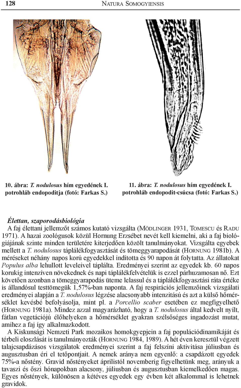 A hazai zoológusok közül Hornung Erzsébet nevét kell kiemelni, aki a faj biológiájának szinte minden területére kiterjedően közölt tanulmányokat. Vizsgálta egyebek mellett a T.