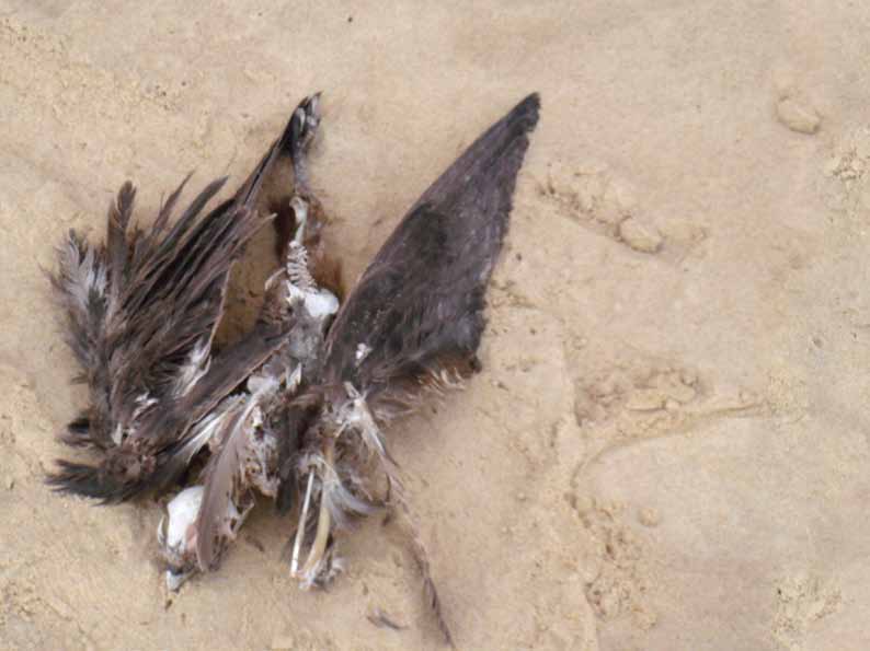 Vtáçia kriminalita V súçasnosti predstavujú zástrely problém predovšetkým na Slovensku, kde pytliaci nepoznajúci biológiu druhu, považujú sokoly za nepriatel'ov a vystrel'ujú hniezda alebo striel'ajú