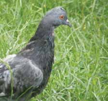 Potrava Najobl'úbenejšou potravou sokola rároha je sysel' pasienkový (Spermophilus citellus), ale v potrave je tiež znaçne zastúpený holub (Columba livia f. domestica).