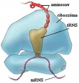 Riboszómális (r)rns a riboszóma felépítésében vesz részt fehérjékkel együtt egyszálú, helyenként