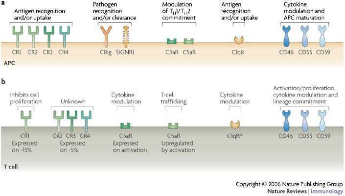 Komplementreceptorok megjelenése APC-n és T