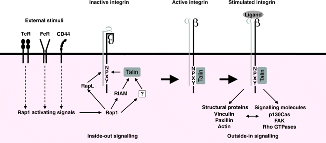 Integrin (β2) funkció szabályozása