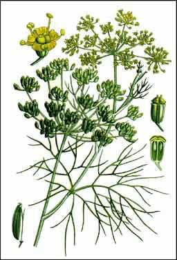 Édeskömény (Foeniculum vulgare Mill.) 1.