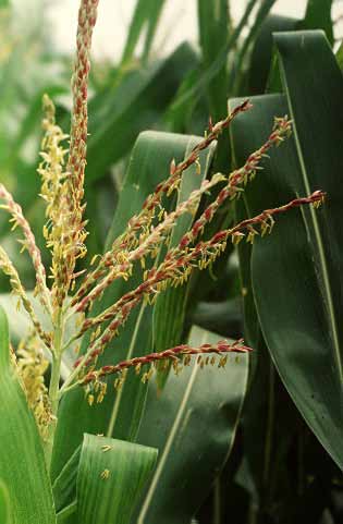 Kukorica Morfológia és szaporodásmód Beporzás