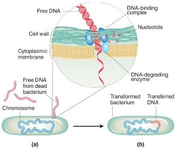 E. coli esetében a megfelelően kezelt sejtek 10 7-109 transzformánst adnak / g plazmid DNS. TRANSZFORMÁCIÓ A transzformáció a tisztított DNS-molekula visszajuttatása a sejtekbe.