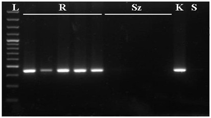 Rezisztencia kapcsolt specifikus DNS-fragment (SCAR: sequence characterized amplified region) R: rezisztens, Sz: szenzitív, K: R szülő, S: sz szülő L: 100bp ladder RAPD kapcsolt fragment R: