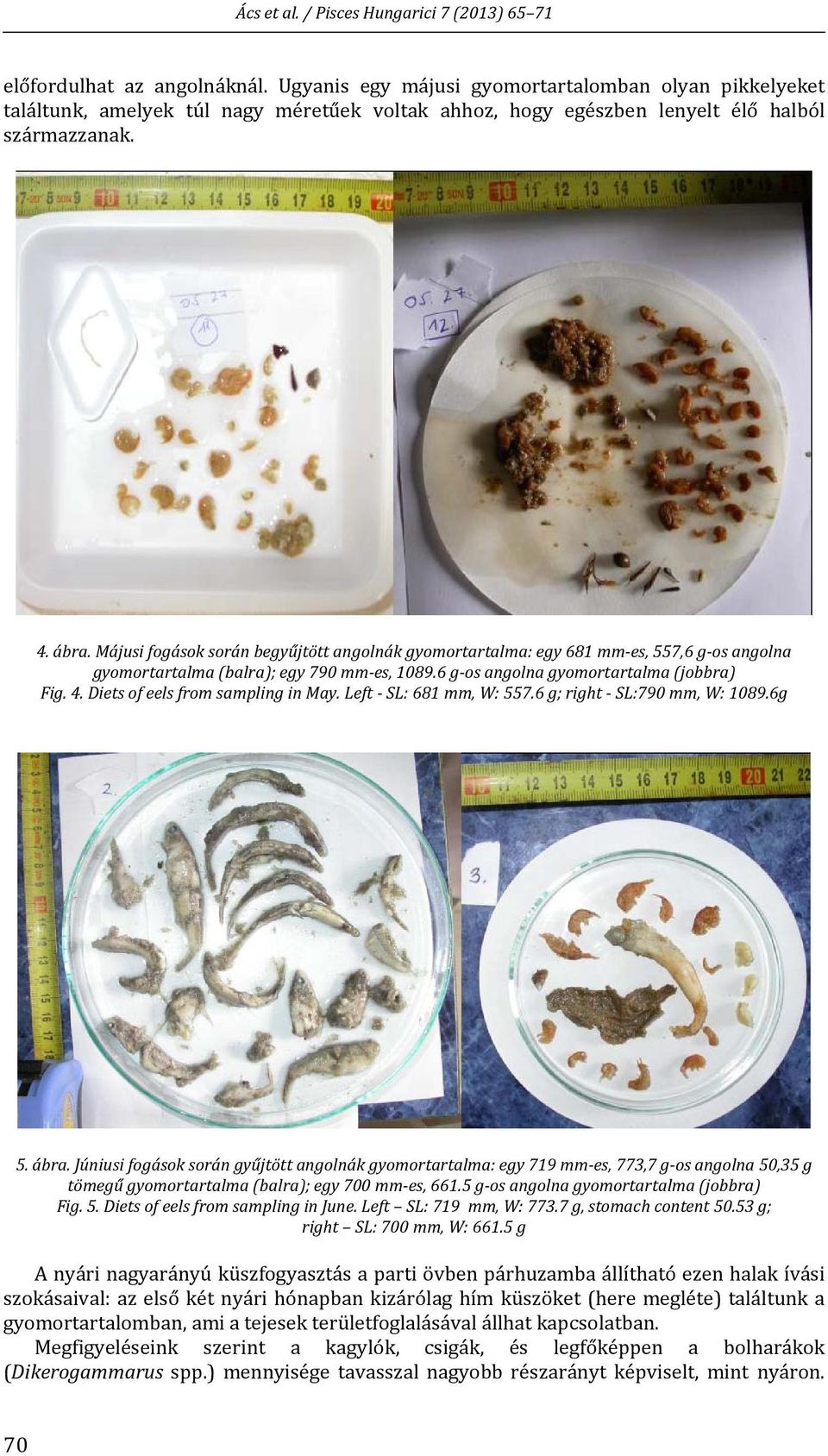 Diets of eels from sampling in May. Left SL: 681 mm, W: 557.6 g; right SL:790 mm, W: 1089.6g 5. ábra.