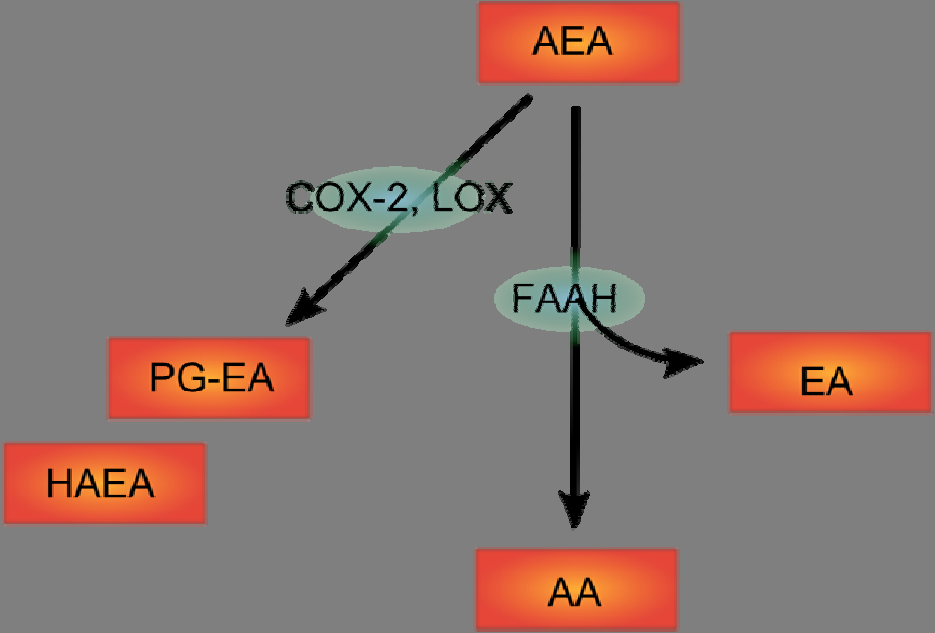 4. ábra Az anandamid lebontásában szereplő lehetséges útvonalak Az ábrán használt, a szövegben nem definiált rövidítések: PG-EA prosztaglandin-etanolamid; HAEA anandamid hidroxi származékok, EA
