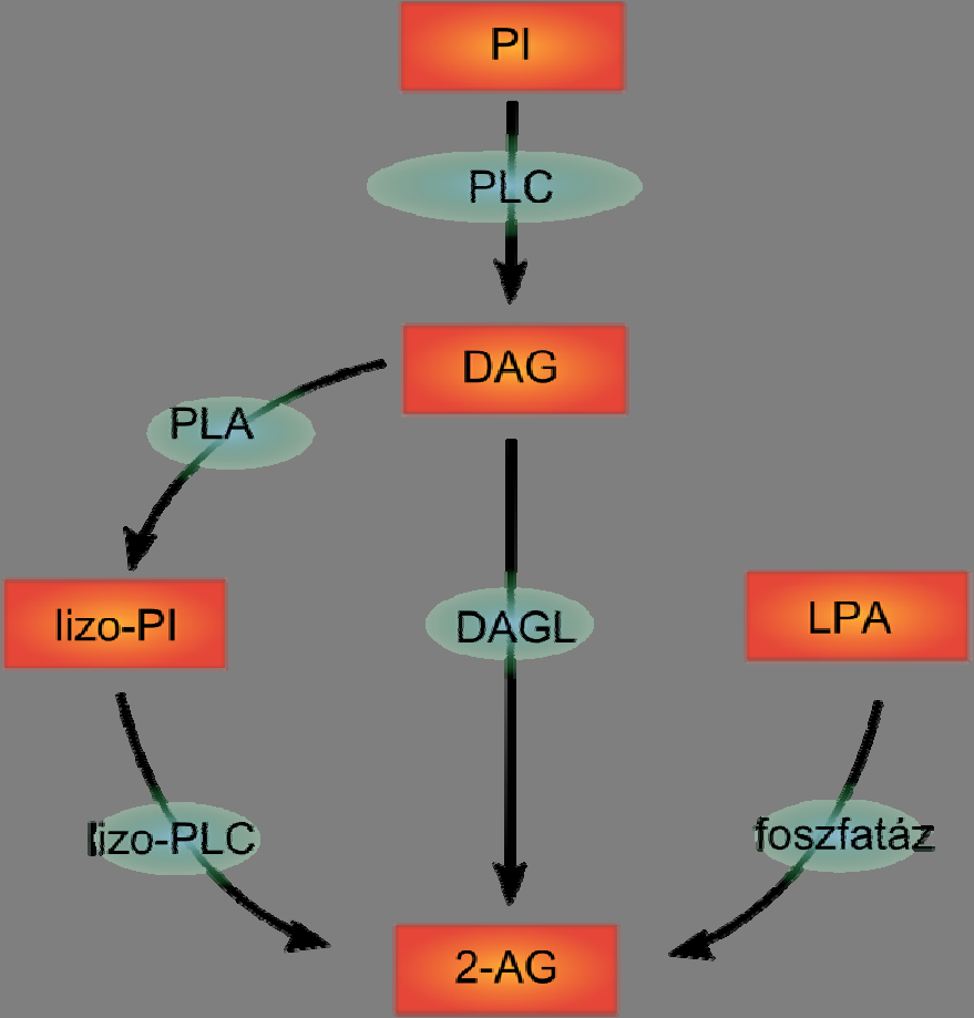 lizoplc aktivitással 2-AG keletkezik (16). Bizonyos körülmények között a 2-AG szintézise történhet lizofoszfatidsavból egy foszfatáz hatására (45), vagy foszfatidsav hidrolízisével is (46;47).