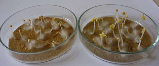 Fehér mustár NÖVÉNYI BIOTESZTEK Sinapis alba réz-oldatban, növekvő koncentráció balról jobbra Alkalmazott tesztnövények: fehér mustár (Sinapis alba), kerti zsázsa (Lepidium sativum), retek (Raphynus