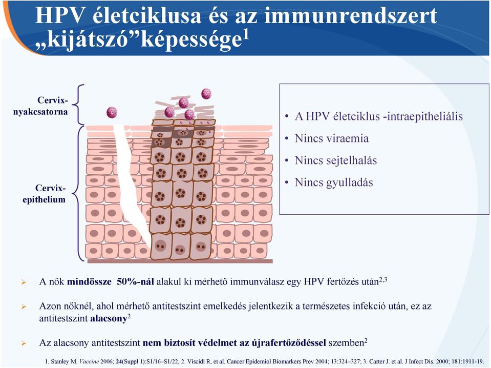 jelentkezik a természetes infekció után, ez az antitestszint alacsony 2 Az alacsony antitestszint nem biztosít védelmet az újrafertőződéssel szemben 2 1.