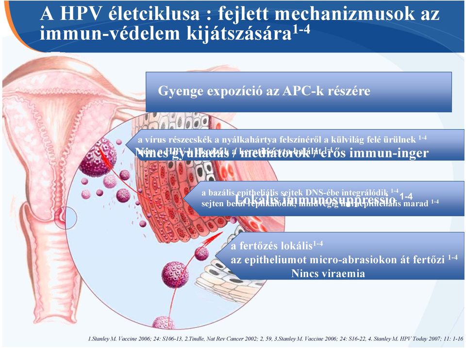 1-4 Lokális immunosuppressio sejten belül replikálódik, mindvégig intraepithelialis marad 1-4 a fertőzés lokális1-4 az epitheliumot micro-abrasiokon át fertőzi 1-4