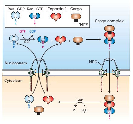 Nukleáris export proteinek, trns, riboszóma alegységek exportja hasonló mechanizmus exportinok nukleáris export receptor, exportin 1 NES (nuclear export signal) Leu gazdag, ill más, még nem ismert