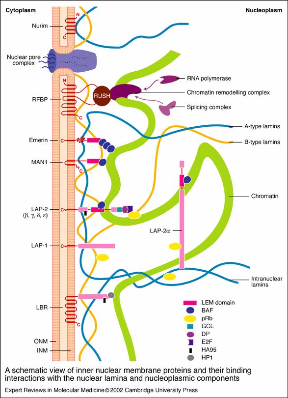 Lamina fibrosa Nukleáris lamina - molekuláris összetétele - kapcsolata a