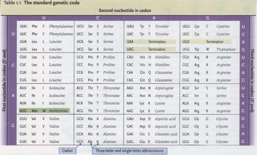 A szabványos genetikai kód A