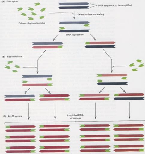 Gén multiplikáció DNS in vitro multiplikációja PCR segítségével Primerek (nagy felesleg) és dntp-k (dezoxinukleotid trifoszfátok) egyszálú DNS