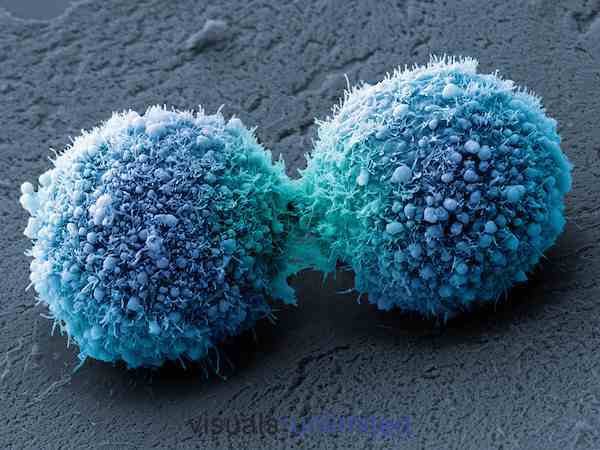A faj haploid sejtjeire jellemző kromoszómák összességét kromoszóma-szerelvénynek nevezzük. A diploid sejtekben kétszeres, a haploid sejtekben egyszeres a kromoszómaszerelvény.