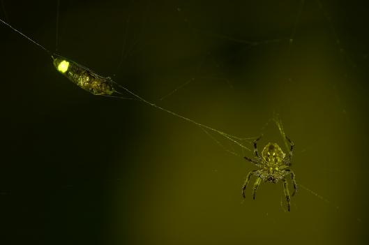 Szentjánosbogár, trópusi halak, sarki fény Mi a közös a természet