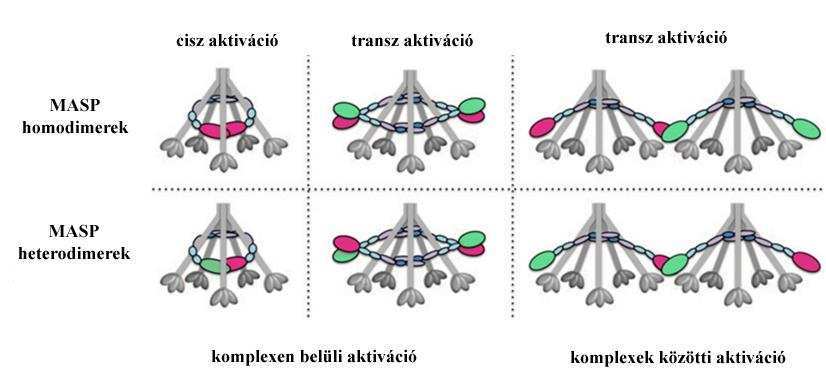 18. ábra. A lektin út aktiválódásának lehetséges módjai. A felismerő molekulákhoz kapcsolódhatnak MASP homo- és heterodimerek is.