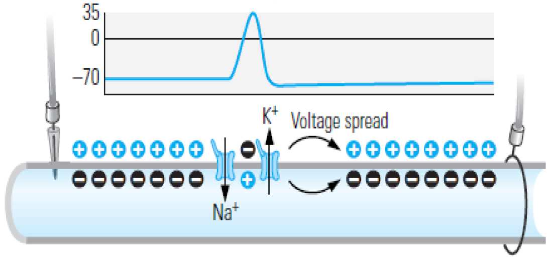 Az akciós potenciál terjedése az akciós potenciál változatlan amplitúdóval (veszteség nélkül), hullámként terjed végig az axonon az egyik régió akciós potenciálja a környező membrán depolarizációját