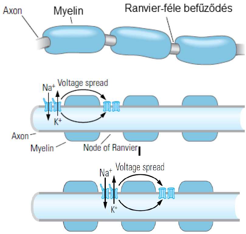 Az akciós potenciál terjedése. Myelinizáció.