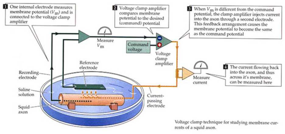 Ionáramok mérése: a feszültség-zár elv (Cole, Hodgkin, Huxley) I m = I i + I c = I i + C m dv/dt dv/dt=0 I m = I i 1, Az axonba szúrt elektróda méri a memebránpotenciált (V m ), ennek jele a