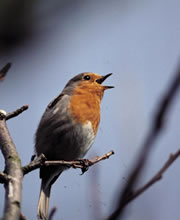 Chirp ha a komponensek nem egyszerre érkeznek: