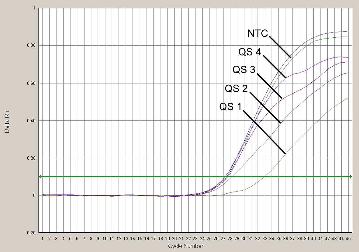 23. ábra: Kvantitációs standardok detektálása (EBV LC/RG/TM QS 1 4) a FAM fluoreszcens jel mérésével (ABI PRISM 7000 SDS). NTC: nem-templát kontroll (negatív kontroll). 24.