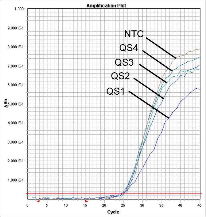 28. ábra: Belső kontroll (IC) detektálása VIC fluoreszcens jel mérésével (ABI PRISM 7900HT SDS) és a kvantitációs standardok (EBV LC/RG/TM QS 1 4) egyidejű amplifikálásával.