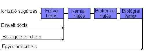 Dozimetria - biológiai dózisok Az ionizáló sugárzások biológiai hatásai bonyolult folyamatok eredményeként alakulnak ki.