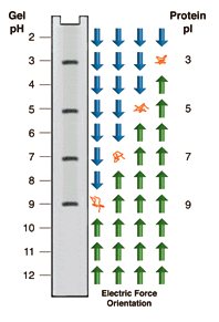 Isoelectric focusing (IEF) + µ e is