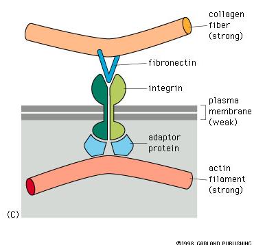 (3.) Multiadhéziós fehérjék és sejtfelszíni receptorok Sejten kivüli tér