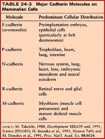 4. Sejt-sejt adhéziós