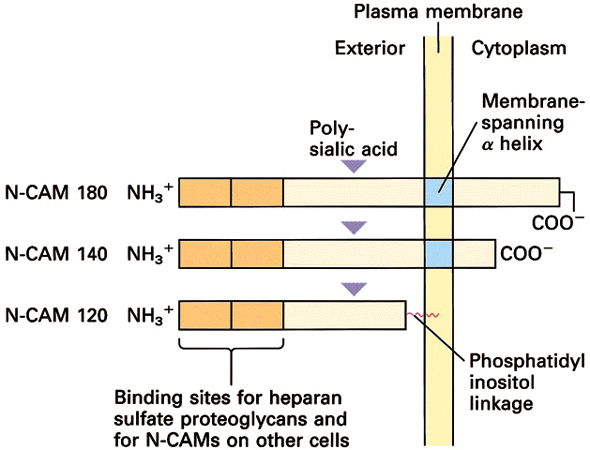 Alternative splicing 4.