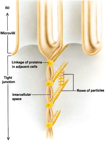 5. Sejt junkciók Mikrovillusok Szoros junkció - okklúziós junkció Szomszédos sejteket összekapcsoló fehérje Szoros junkció Intercelluláris tér Fehérje sor