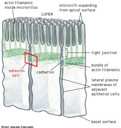 5. Sejt junkciók