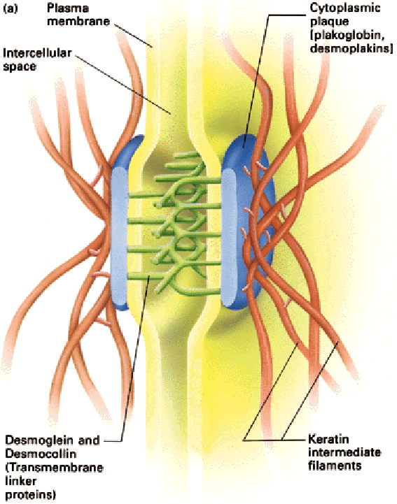 Plazmamembrán Sejt-sejt közötti tér Citoplazmatikus lemez (plakoglobin) 5.