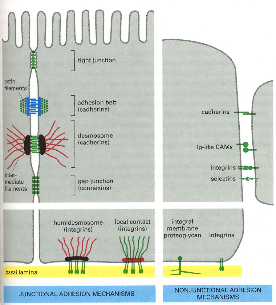 CELL-MATRIX ADHESION