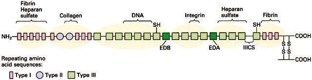 (3.) Multiadhéziós fehérjék és sejtfelszíni receptorok FIBRONEKTIN Dimerek Sejteket rögzítik az ECM-hez