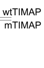 7. 3. ábra. A TIMAP és a PP1c különböző izoformái közötti kölcsönhatás specificitásának tanulmányozása.