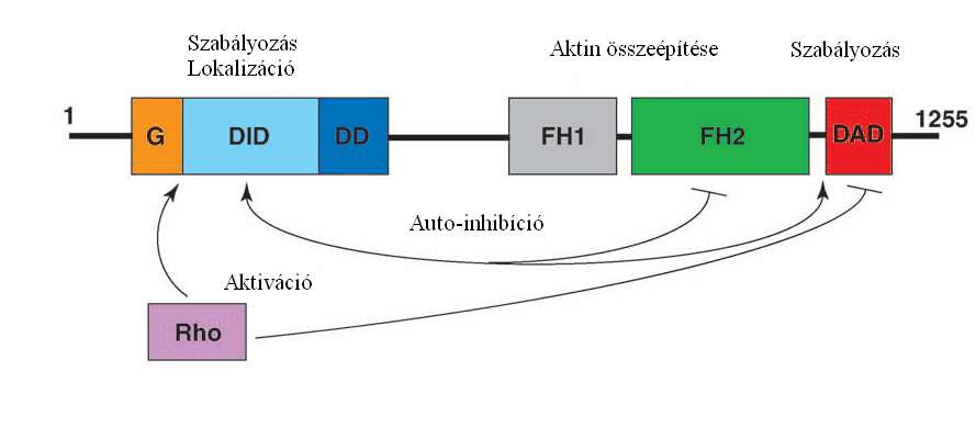 Irodalmi áttekintés Az N-terminális felőli oldalon szabályozó elemek találhatóak, melyeknek a DAD doménhoz való kapcsolódásban, és ez által a formin autoinhibíciós állapotának fenntartásában, illetve